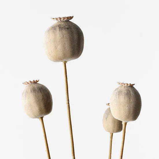 Poppy Pod Spray