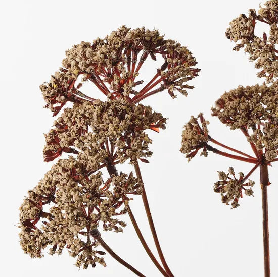 Fennel Flower Spray