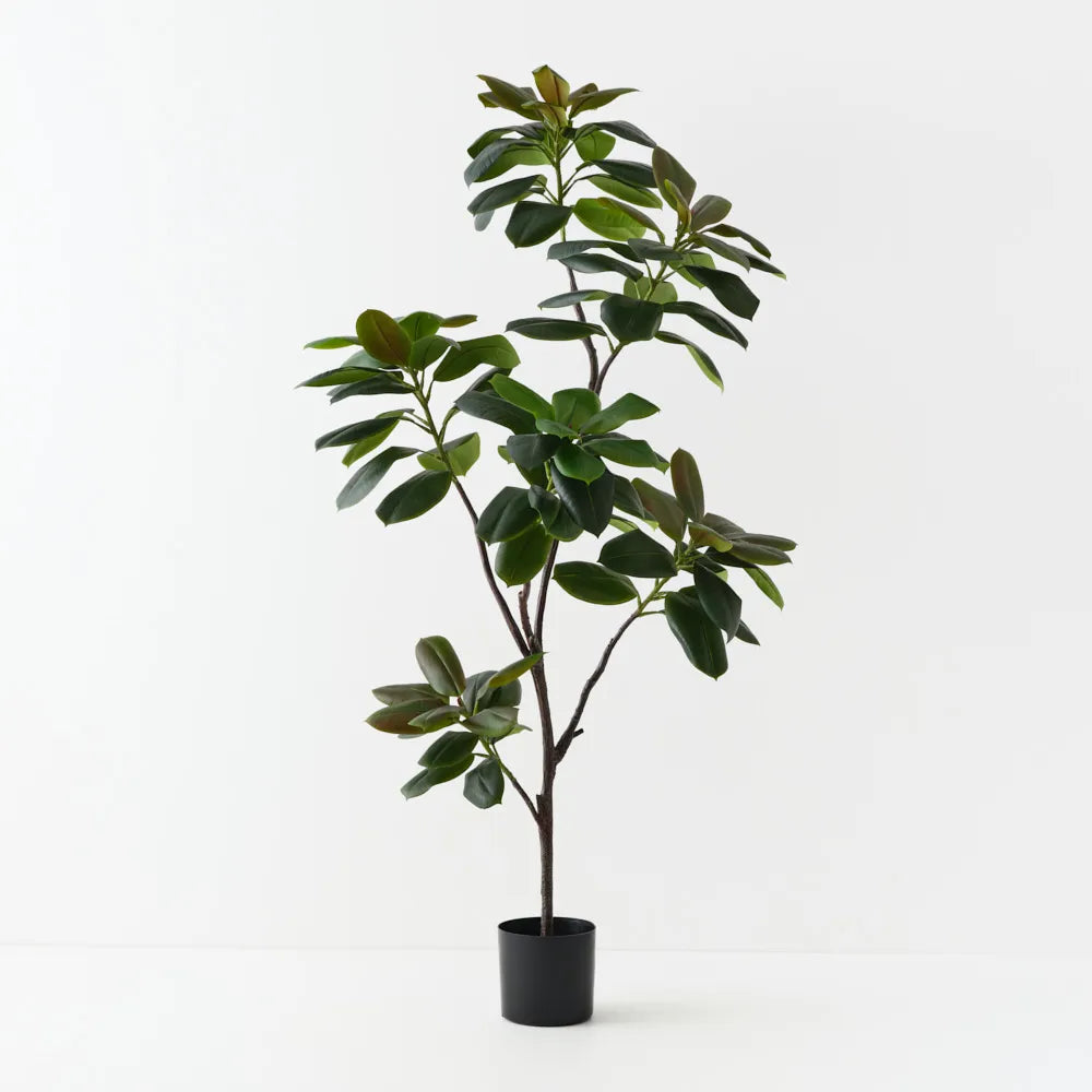 Rubber Tree 185cm Green