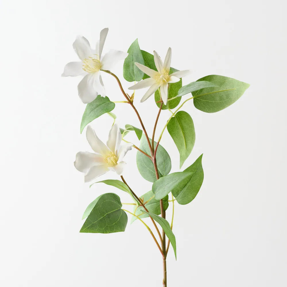 Clematis Spray