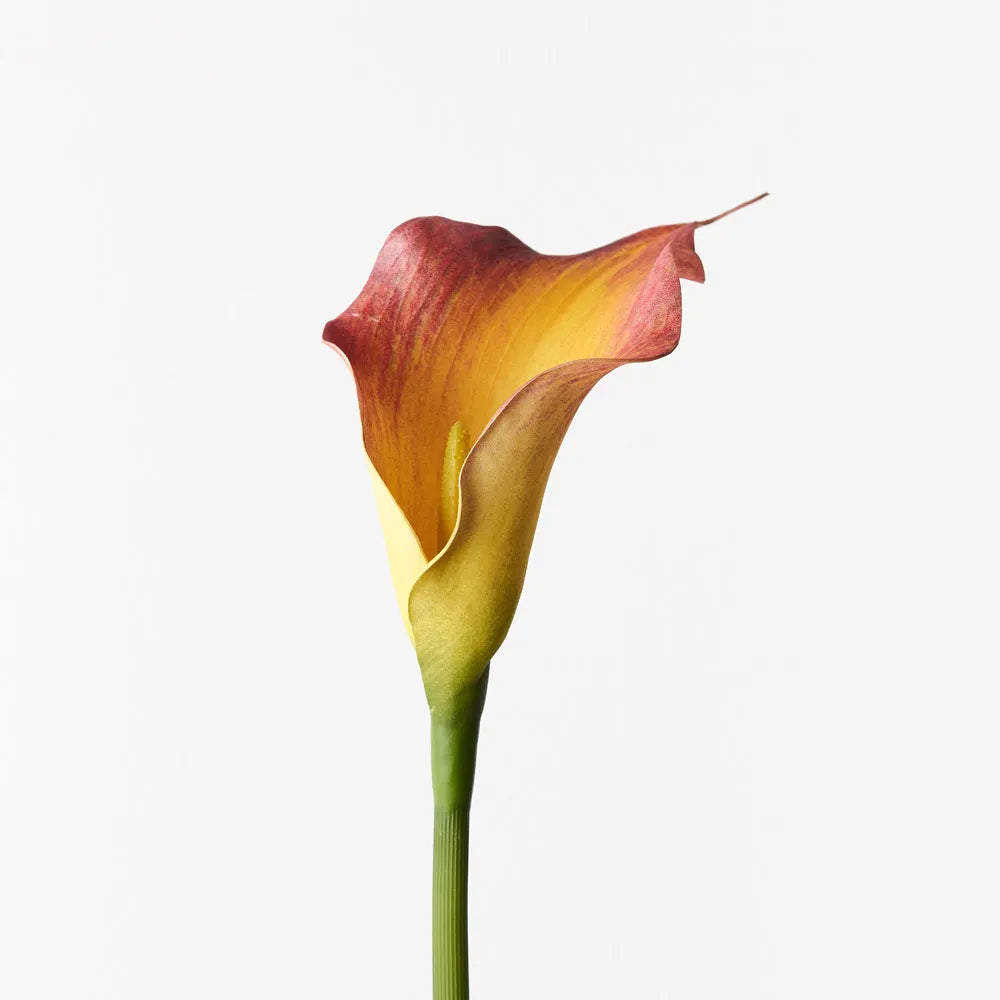 Calla Lily