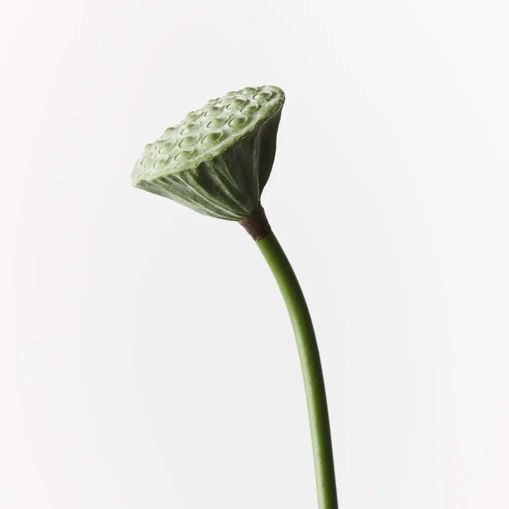 Lotus Pod