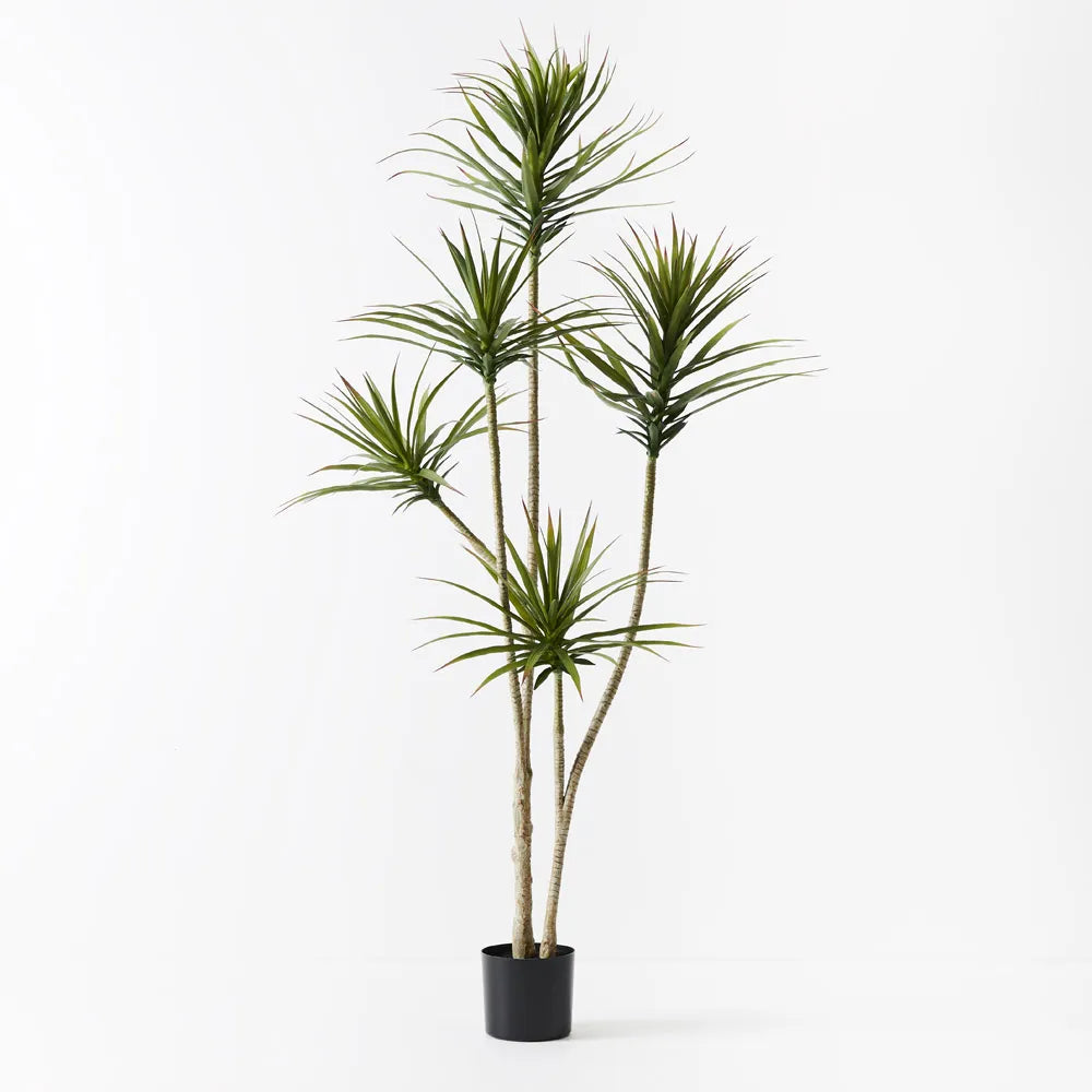 Yucca Plant