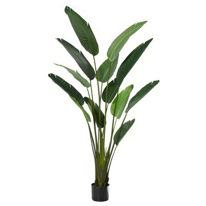 Giant Bird of Paradise Plant 183cmH