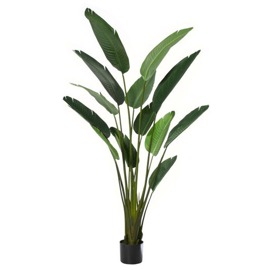 Giant Bird of Paradise Plant 183cmH