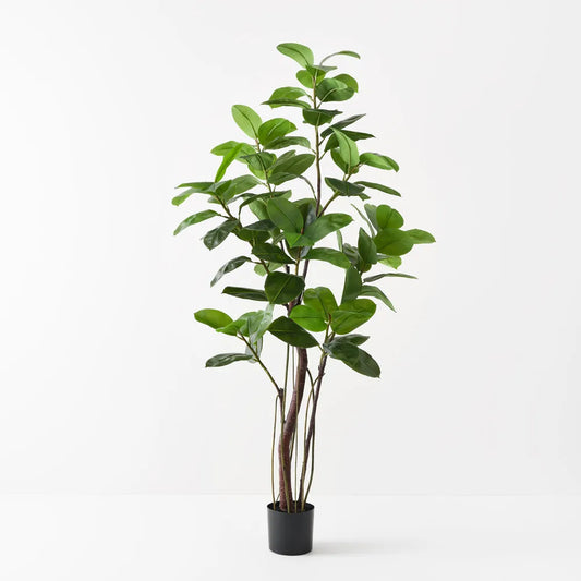 Rubber Tree - 210cm