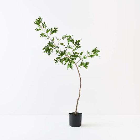 Sappan Tree - 160cm