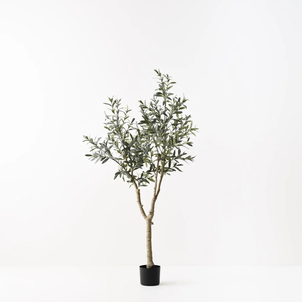 Olive Tree Two Fruit 180cm Grey Green