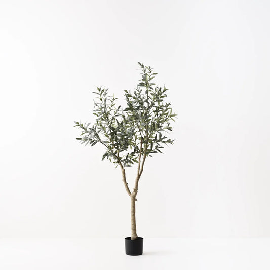 Olive Tree Two Fruit 180cm Grey Green