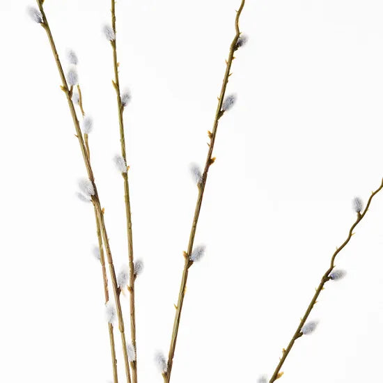 Pussy Willow Spray