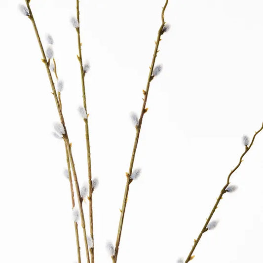 Pussy Willow Spray