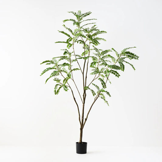 Cassia Tree - 180cm