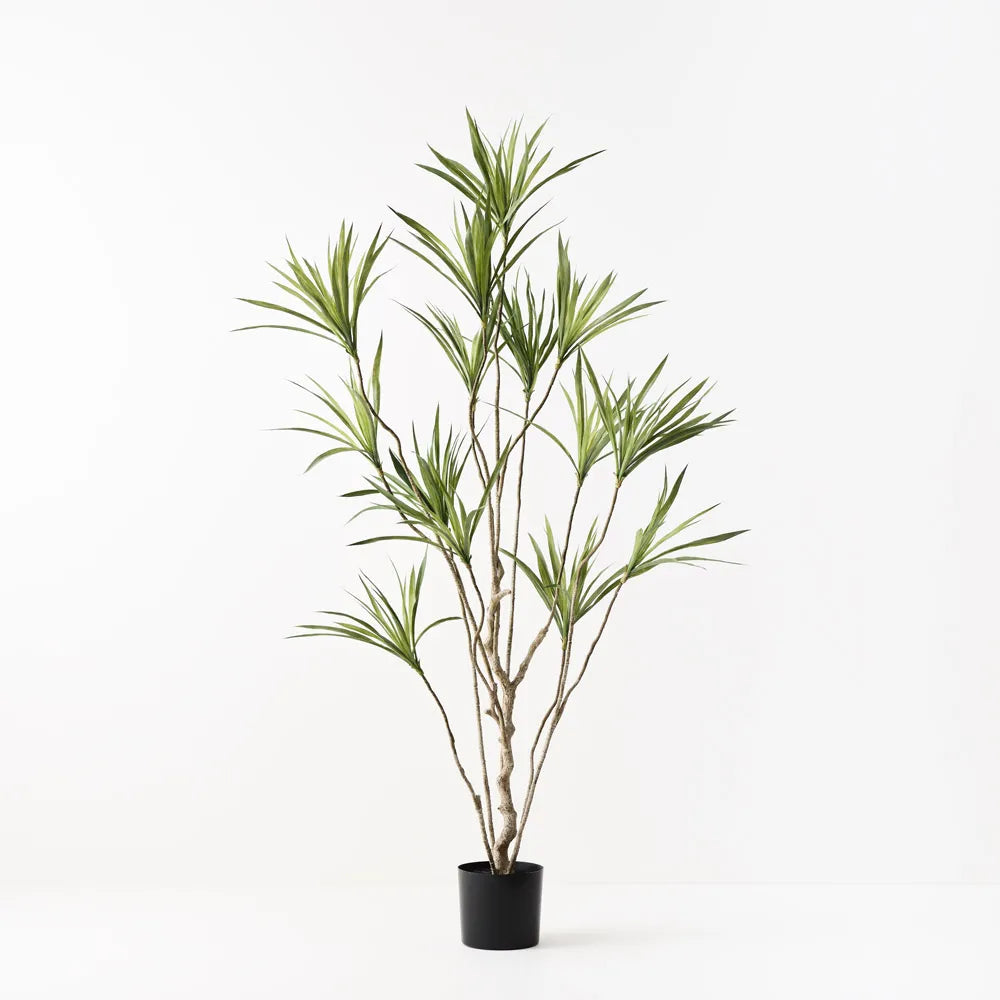 Dracaena Plant