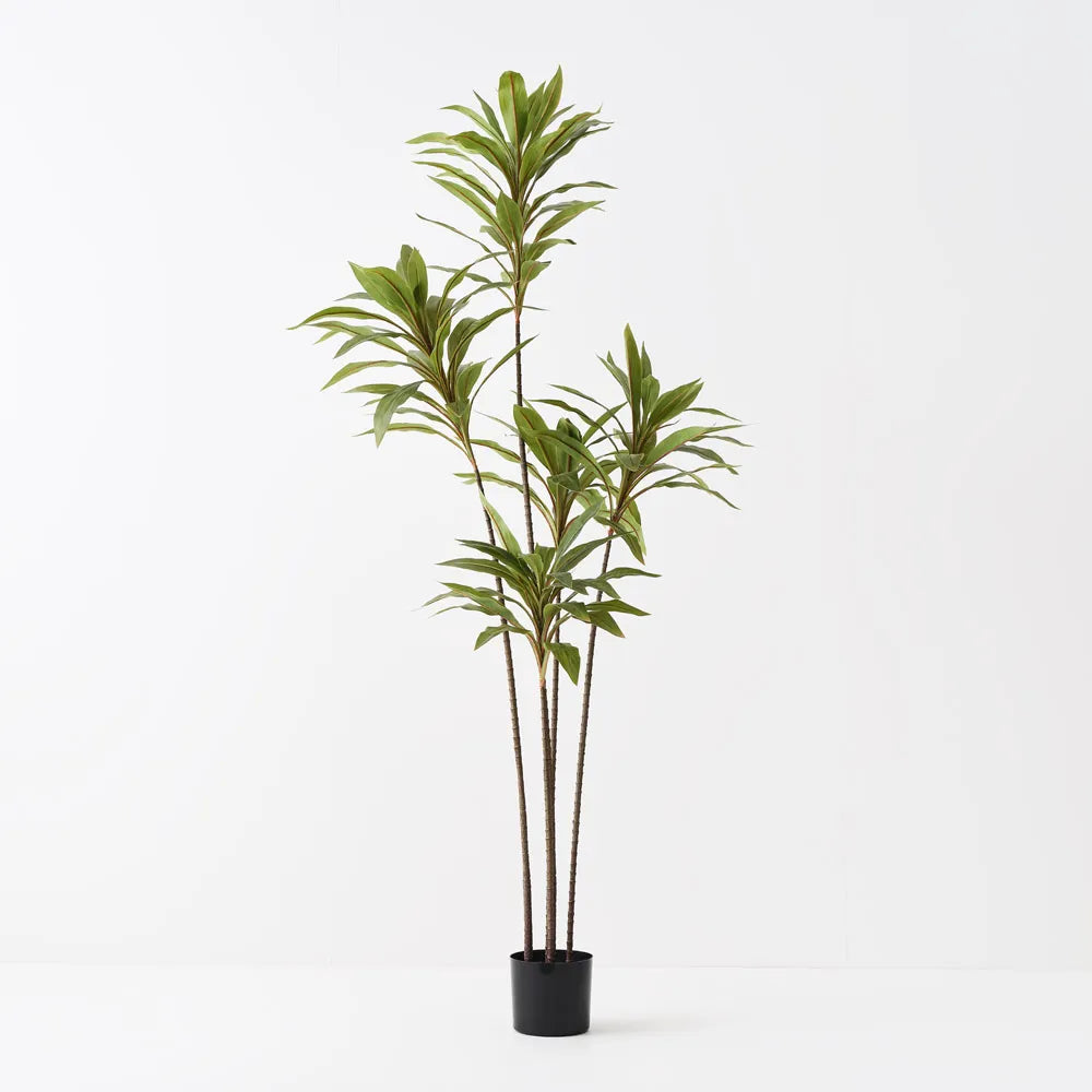 Cordyline Plant