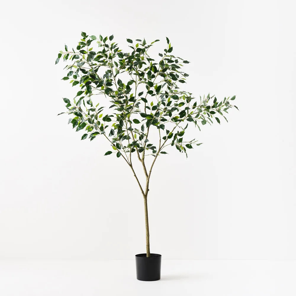 Ficus Tree 210cm Green