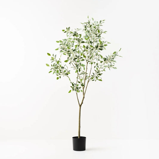 Ficus Tree - 210cm