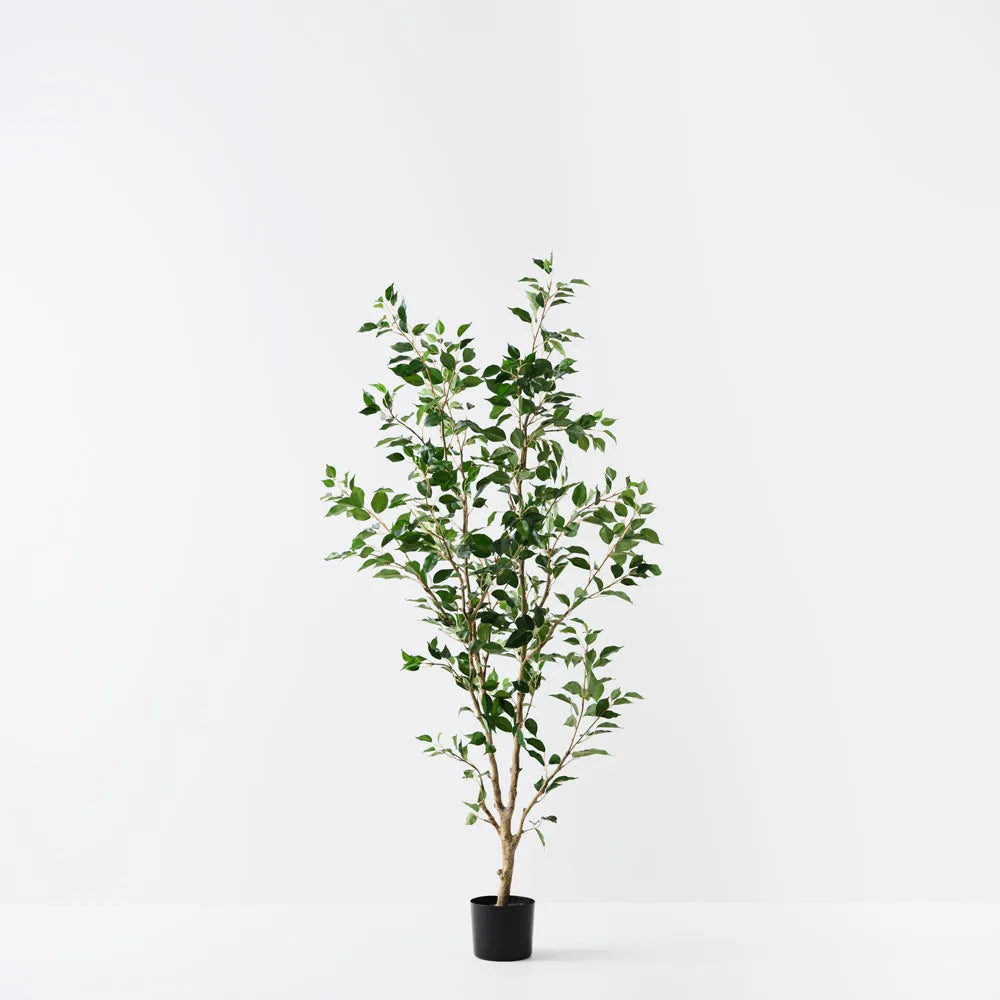 Ficus Tree 183cm Green