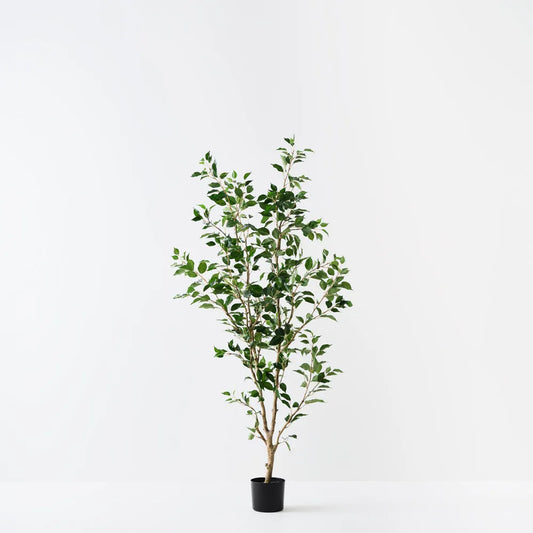 Ficus Tree 183cm Green