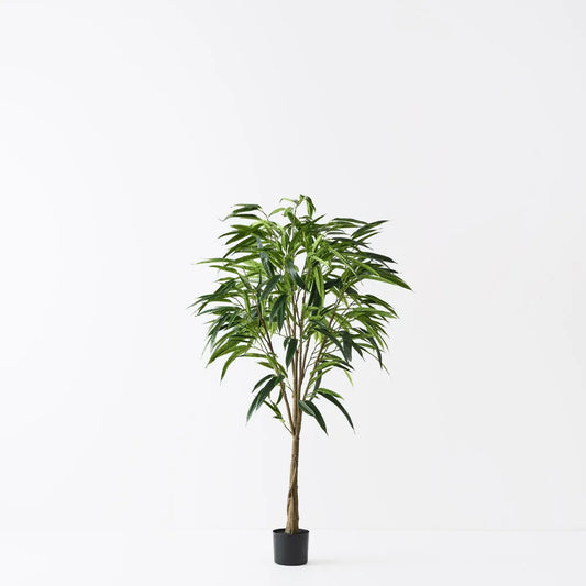 Ficus Alii Tree - 213cm