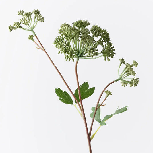 Angelica Spray