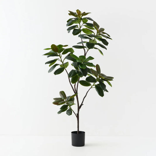 Rubber Tree - 185cm