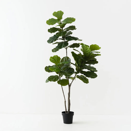 Fiddle Leaf Tree - 180cm