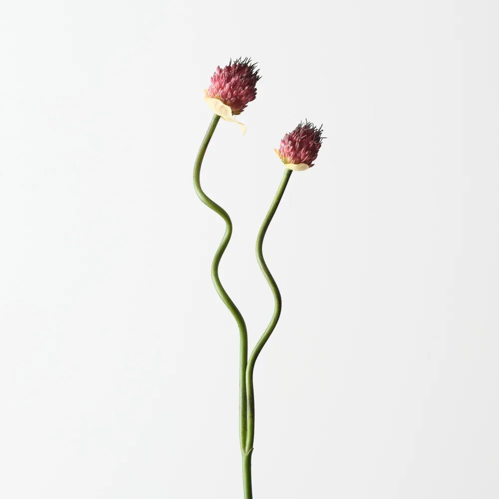 Allium Bud Spray