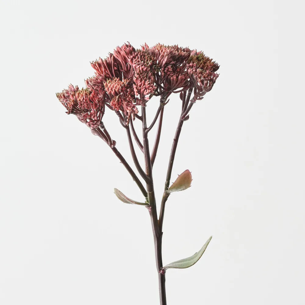 Sedum Spray