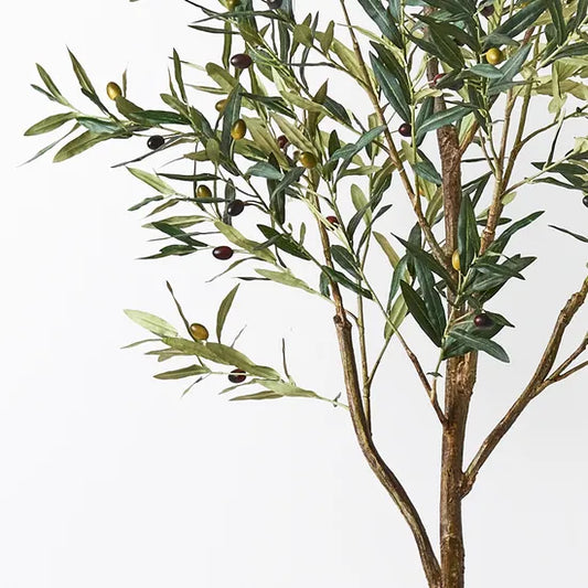 Olive Tree