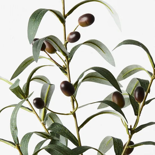 Olive Leaf Spray