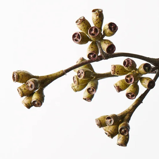 Eucalyptus Seed Spray