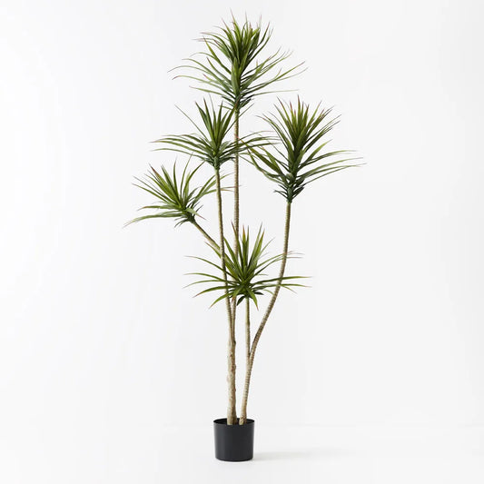 Yucca Plant